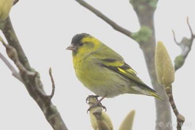 Eurasian Siskin - Spinus spinus