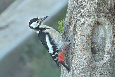 Great Spotted Woodpecker - Dendrocopos major