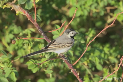 White Wagtail - Motacilla alba