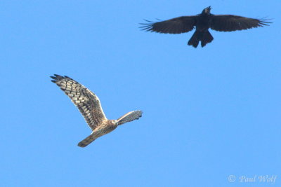 Montagu's Harrier - Circus pygargus