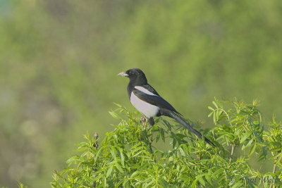 Eurasian Magpie - Pica pica