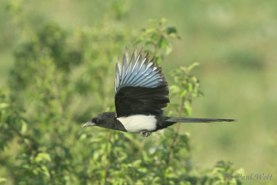 Eurasian Magpie - Pica pica