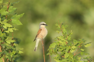 Red-backed Shrike - Lanius collurio