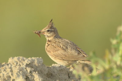 Crested Lark - Galerida cristata