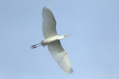 Great Egret - Ardea alba