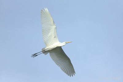Great Egret - Ardea alba