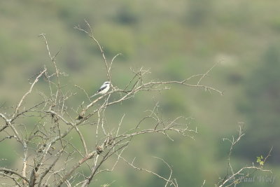 Great Grey Shrike - Lanius excubitor