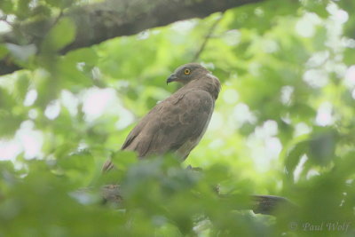 European Honey Buzzard - Pernis apivorus