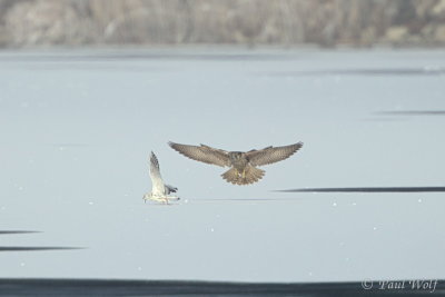 Tundra Peregrine - Falco peregrinus calidus