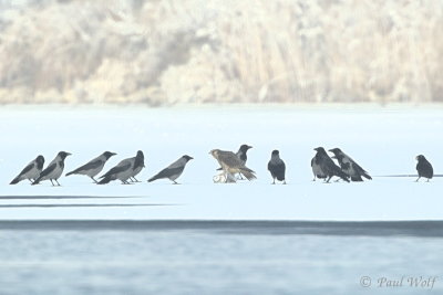Tundra Peregrine - Falco peregrinus calidus