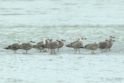 Yellow-legged Gull - Larus michahellis