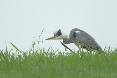 Grey Heron - Ardea cinerea