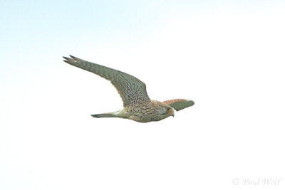 Common Kestrel - Falco tinnunculus
