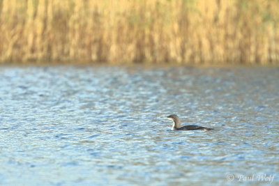 Black-throated Diver - Gavia arctica