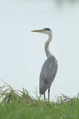 Grey Heron - Ardea cinerea