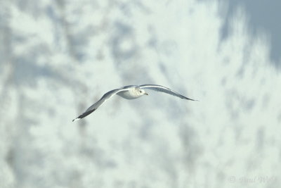 Common Gull - Larus canus