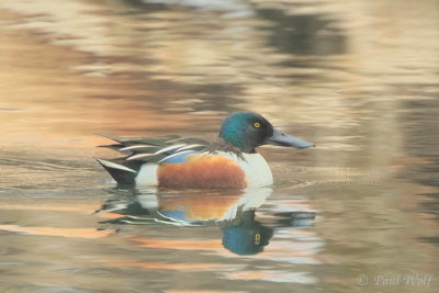 Northern Shoveler - Anas clypeata