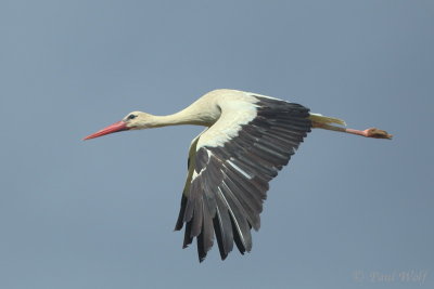 White Stork - Ciconia ciconia