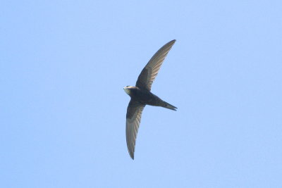 Common Swift - Apus apus