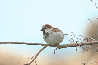 House Sparrow - Passer domesticus