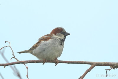 House Sparrow - Passer domesticus