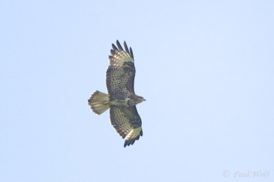 Common Buzzard - Buteo buteo