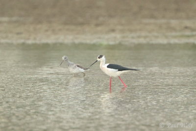 Black-winged Stilt - Himantopus himantopus