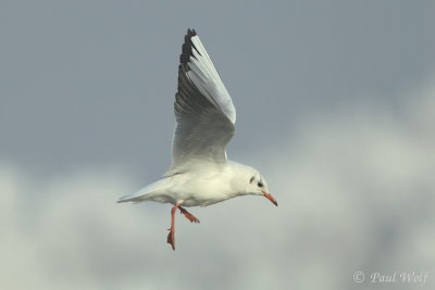 Black-headed Gull - Chroicocephalus ridibundus