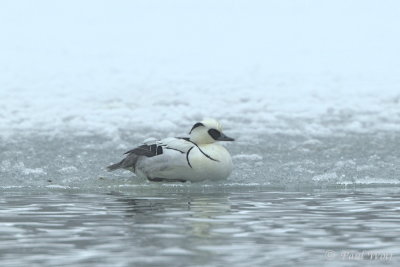 Smew - Mergellus albellus