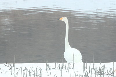 Whooper Swan - Cygnus cygnus
