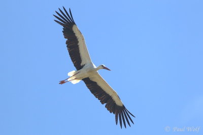 White Stork - Ciconia ciconia