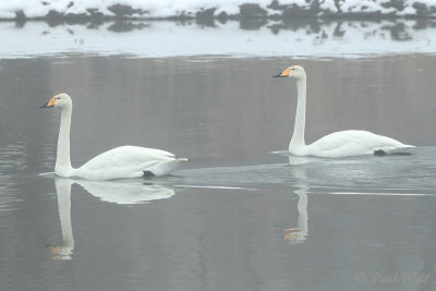 Whooper Swan - Cygnus cygnus