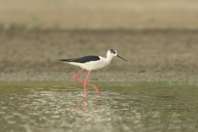 Black-winged Stilt - Himantopus himantopus