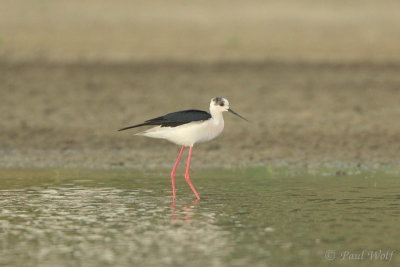 Black-winged Stilt - Himantopus himantopus
