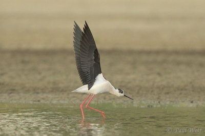 Black-winged Stilt - Himantopus himantopus