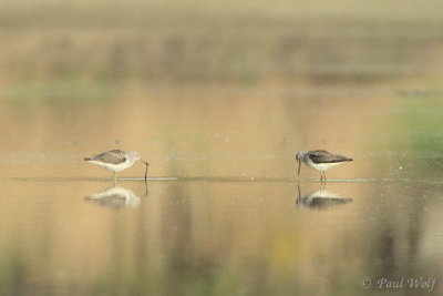 Common Greenshank - Tringa nebularia