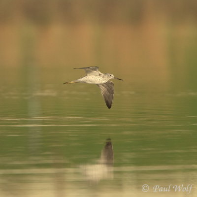 Common Greenshank - Tringa nebularia