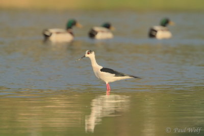 Black-winged Stilt - Himantopus himantopus
