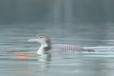 Great Northern Diver - Gavia immer