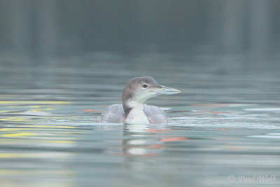 Great Northern Diver - Gavia immer