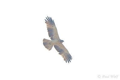 g12/70/2124770/3/171161995.e002Coyy.jpg