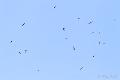Common Swift - Apus apus