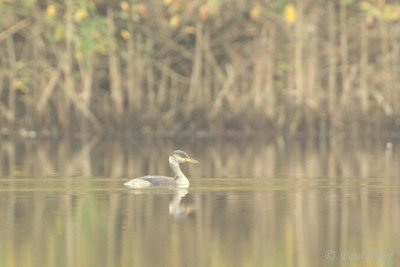 Red-necked Grebe - Podiceps grisegena