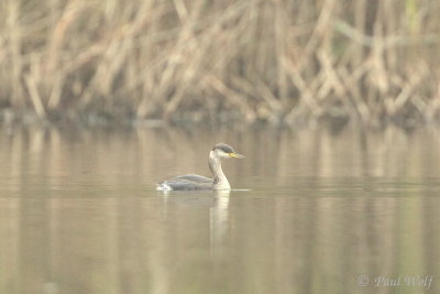 Red-necked Grebe - Podiceps grisegena