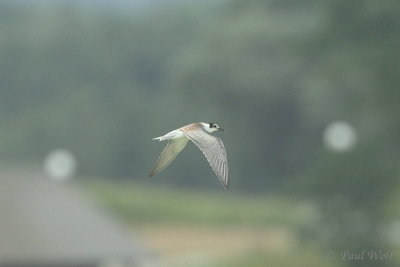 Black Tern - Chlidonias niger