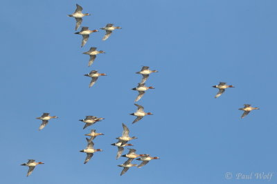 Eurasian Wigeon - Anas penelope