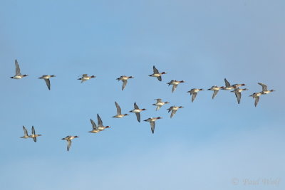 Eurasian Wigeon - Anas penelope