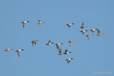 Northern Shoveler - Anas clypeata