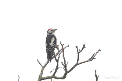 Middle Spotted Woodpecker - Dendrocoptes medius