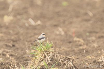 Northern Wheatear - Oenanthe oenanthe